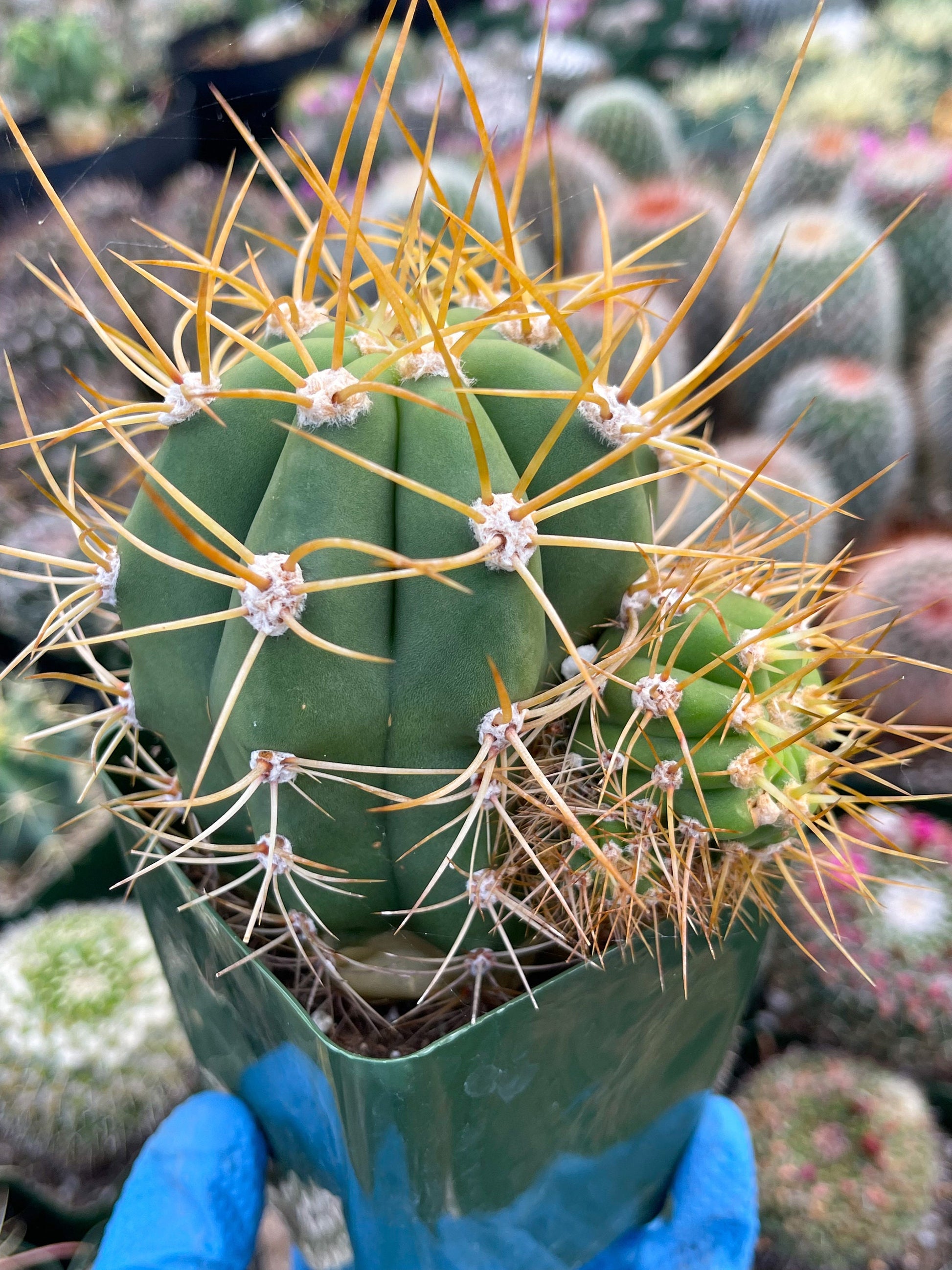 Trichocereus Terscheckii with pups | Live Plant | Live Cactus