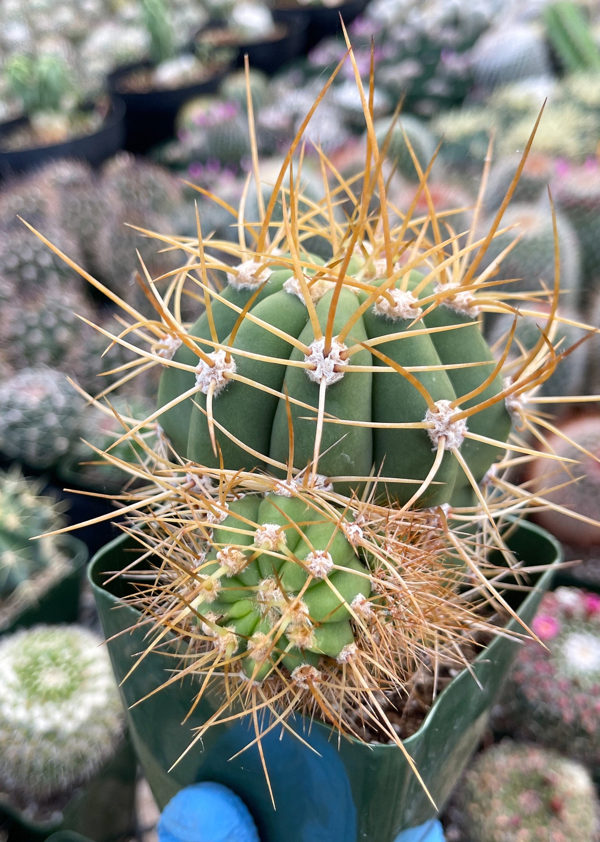 Trichocereus Terscheckii with pups | Live Plant | Live Cactus