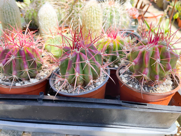 Ferocactus gracilis coloratus | Red Barrel Cactus | Rare Cactus | Live Plant