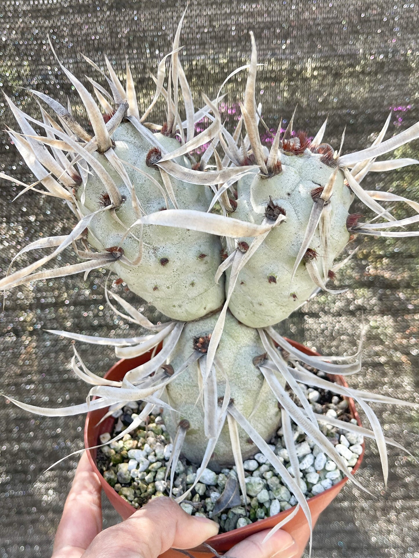 5” Tephrocactus articulatus | Paper Spine Cactus | Live Cactus