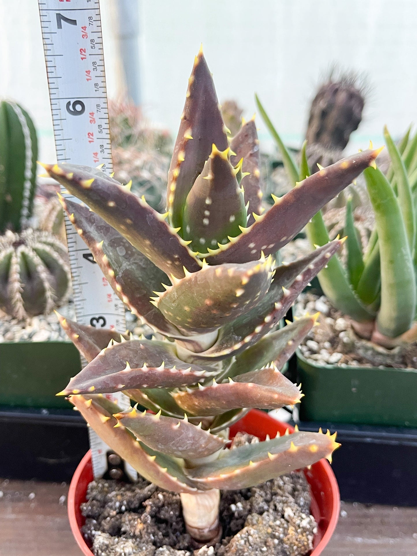 Aloe Distans | Aloe gold teeth | Aloe collection | Live Succulent