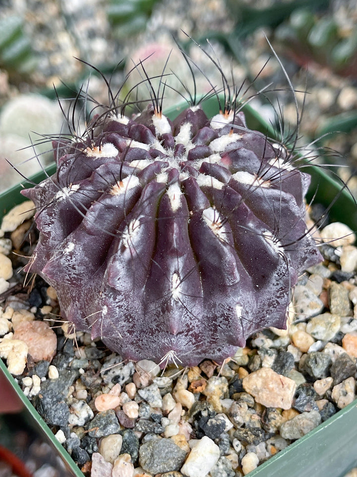 3.5” Neochilenia Huascensis | Rare Cactus | Live cactus | Purple Cactus