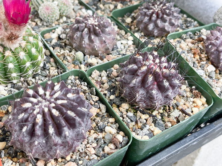 3.5” Neochilenia Huascensis | Rare Cactus | Live cactus | Purple Cactus