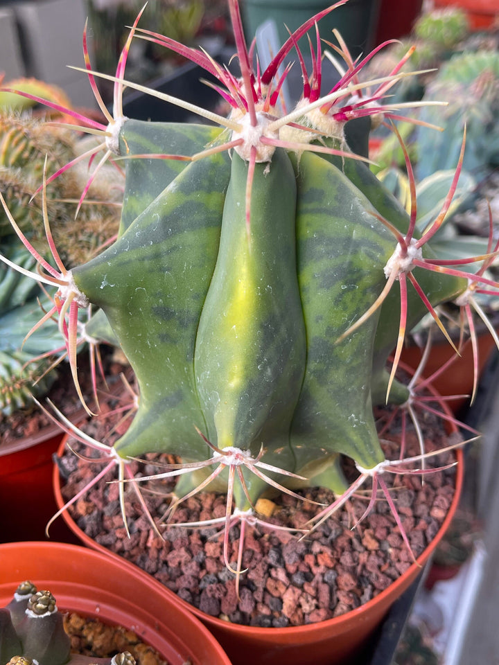 Variegated Ferocactus gracilis coloratus | Rare Cactus | Live Plant