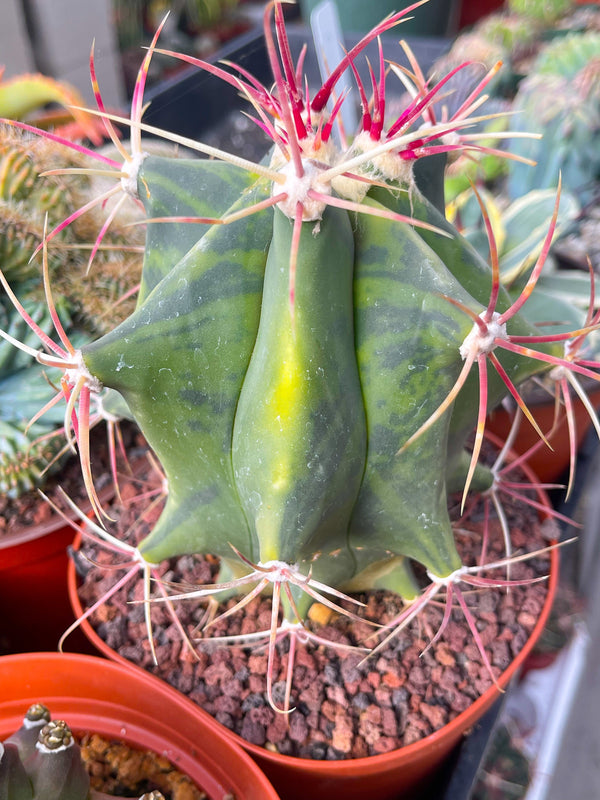 Variegated Ferocactus gracilis coloratus | Rare Cactus | Live Plant