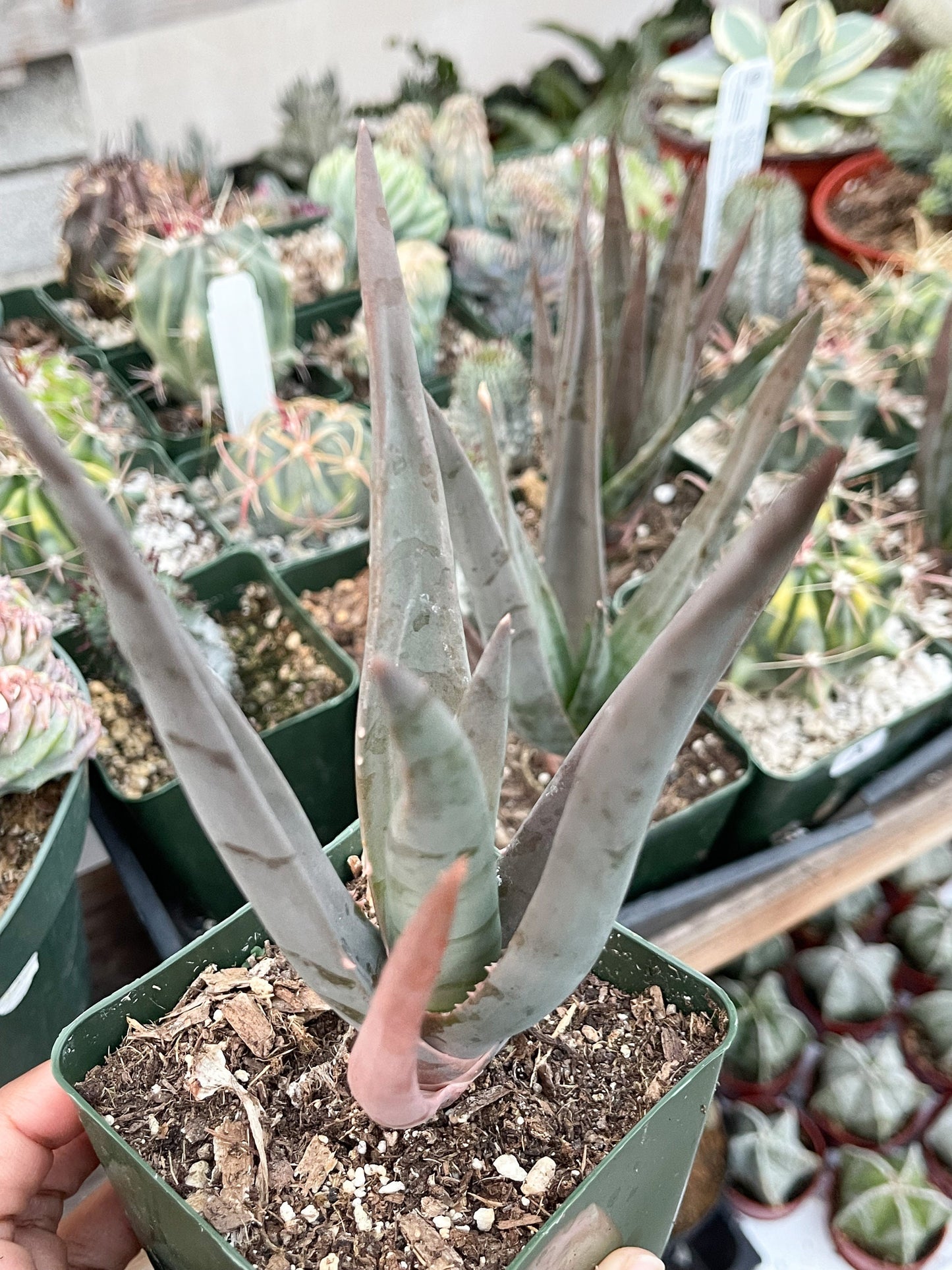 Aloe Hercules | Live Aloe | Live Plant