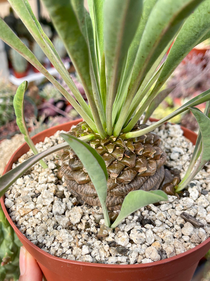 Euphorbia Bupleurifolia | Rare Plant | Live Plant