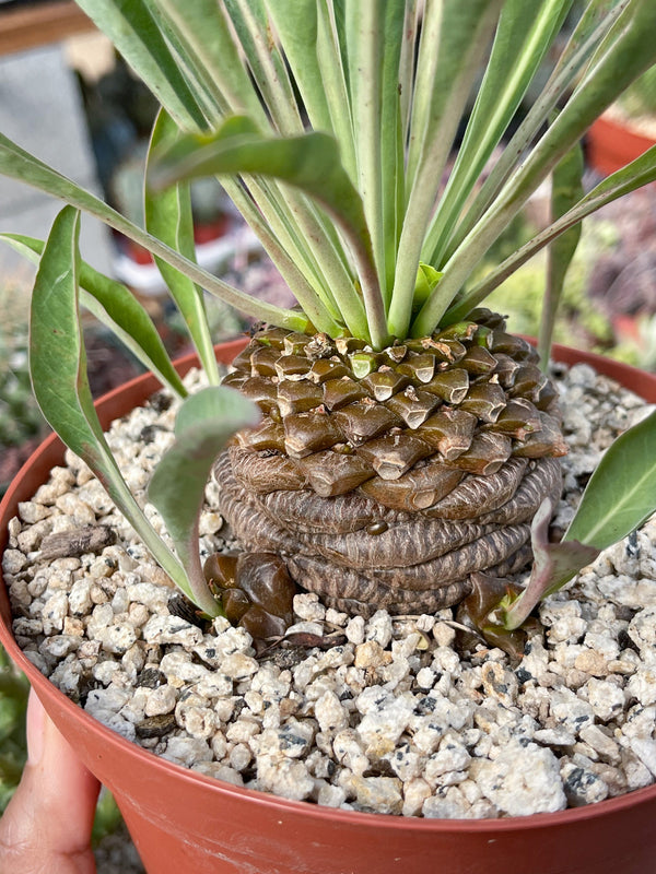 Euphorbia Bupleurifolia | Rare Plant | Live Plant