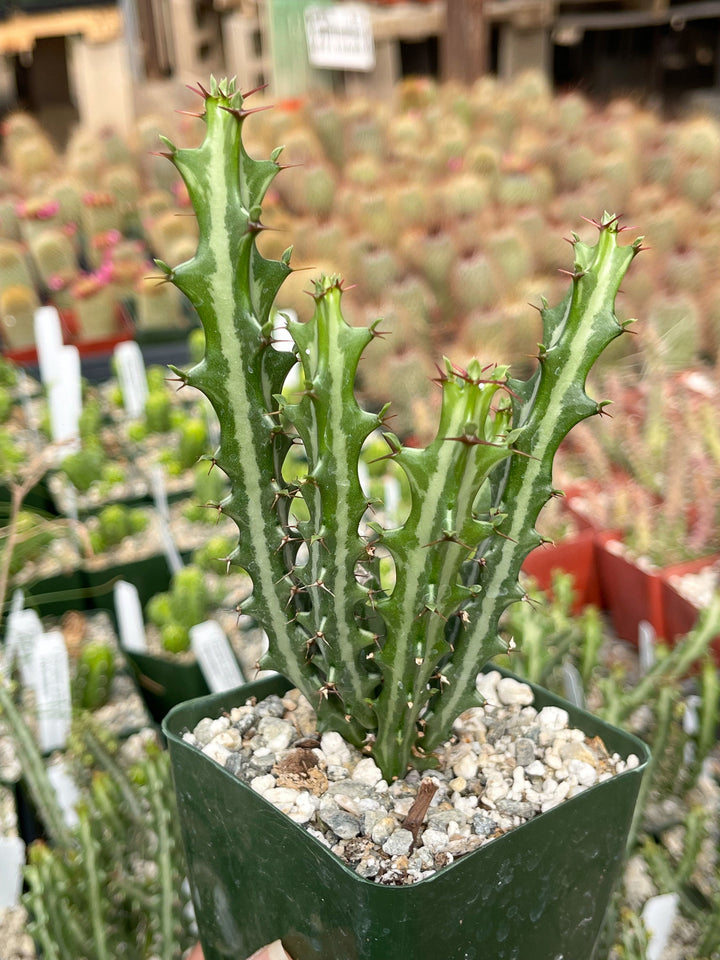 Euphorbia knuthii | Live Plant | Live Cactus