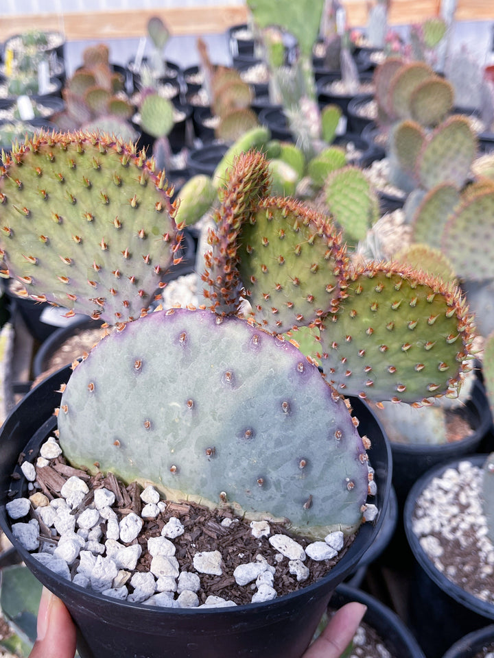 Santa Rita Pads | Prickly Pear Cactus | Cactus Plant | Cactus for sale