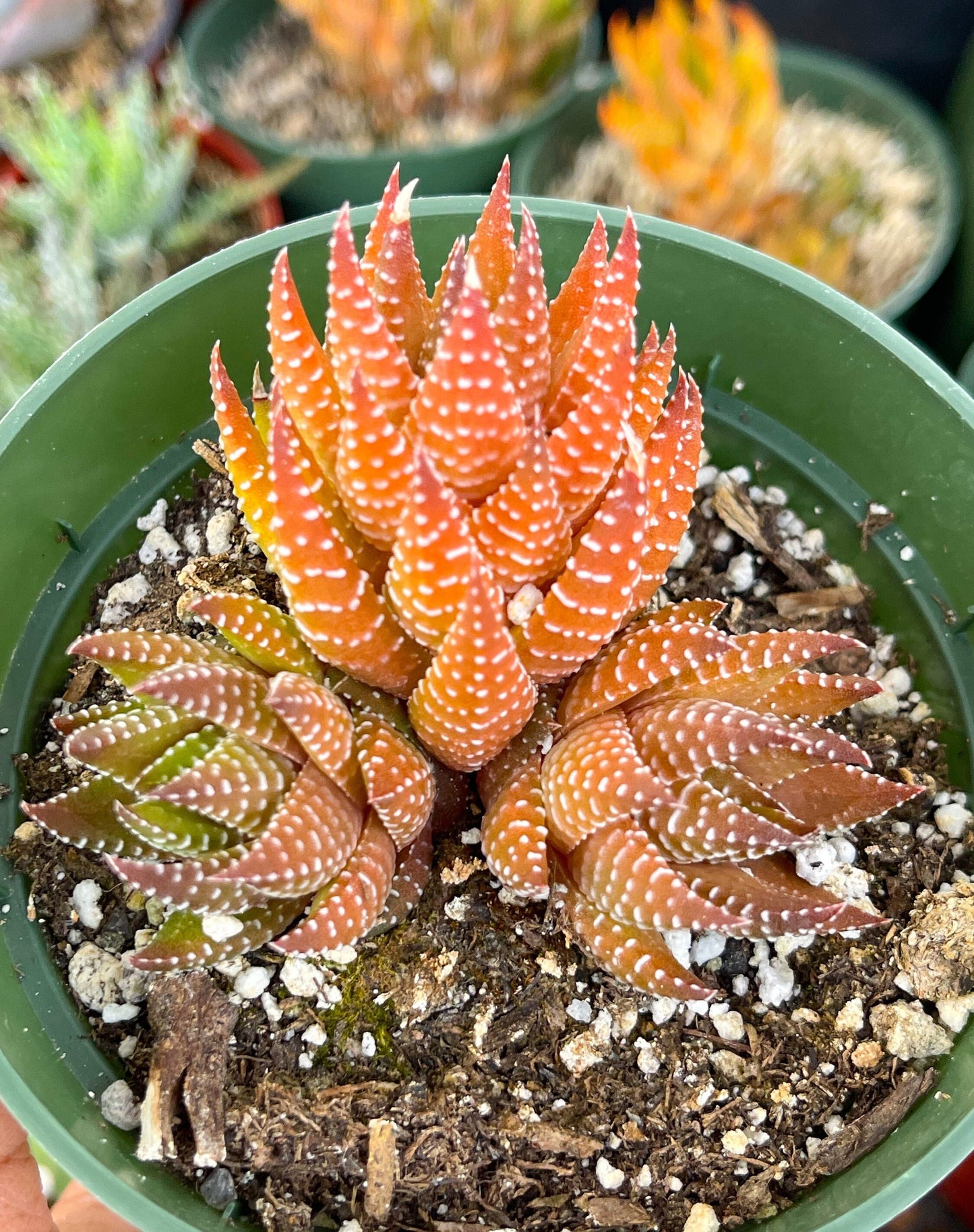 Harworthia Coarctata | Live Succulent | Live Plant