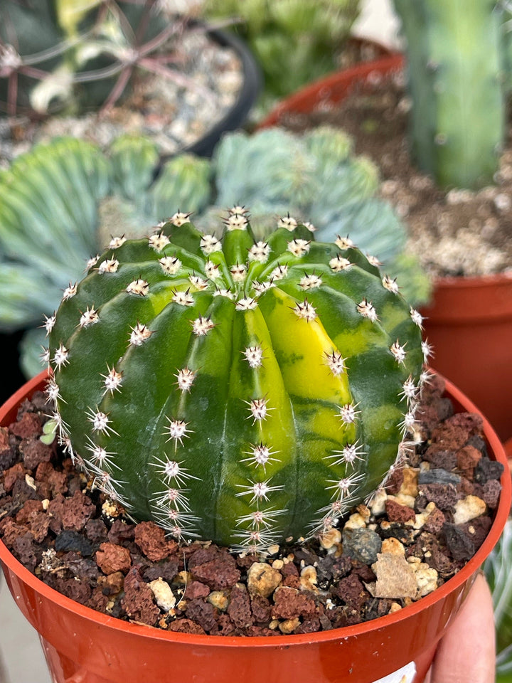 Variegated Echinopsis | Live Cactus | Live Plant