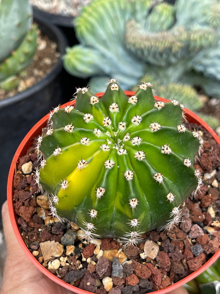 Variegated Echinopsis | Live Cactus | Live Plant