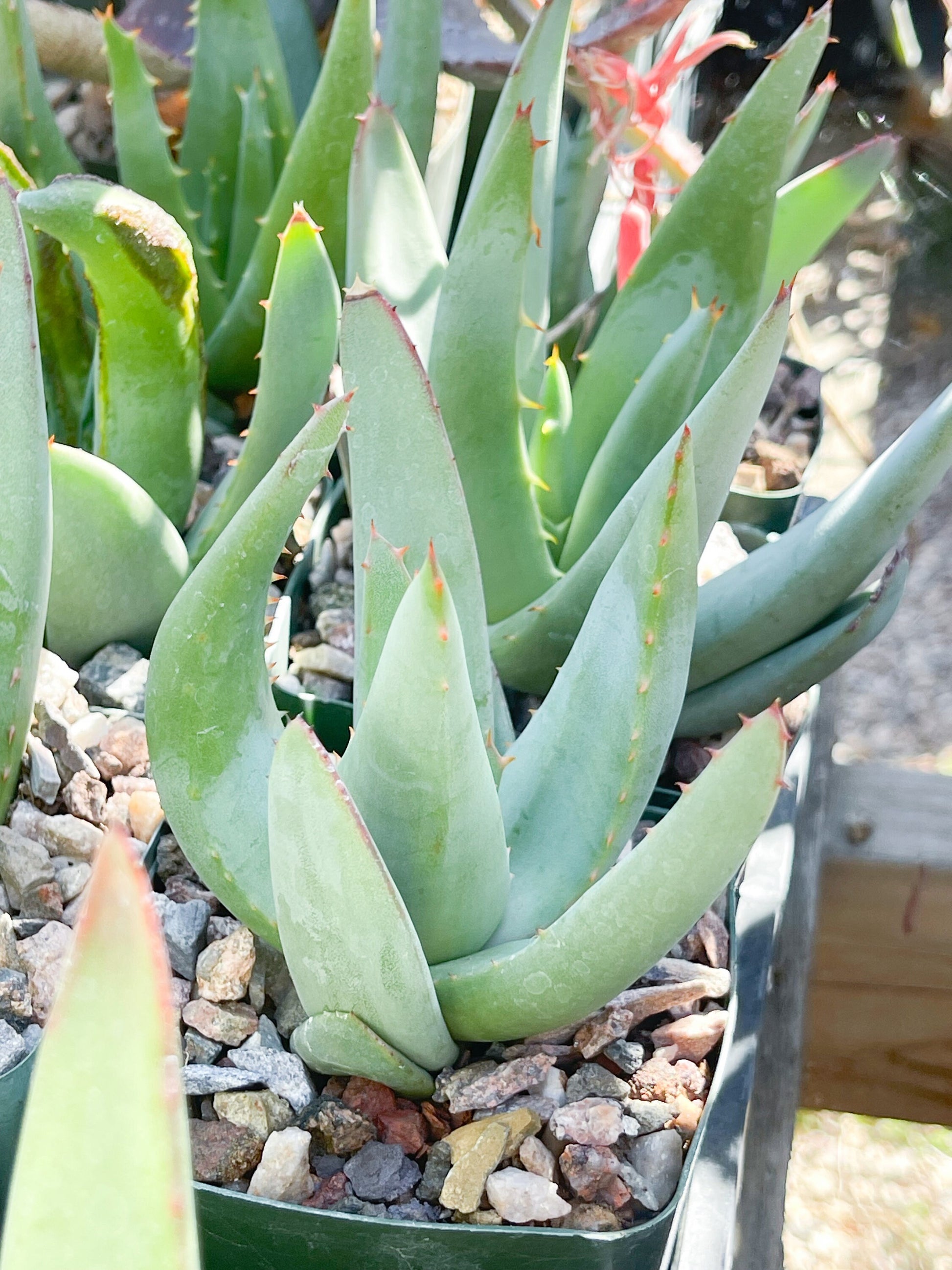 Aloe Falcata | Live Succulent | Live Plant