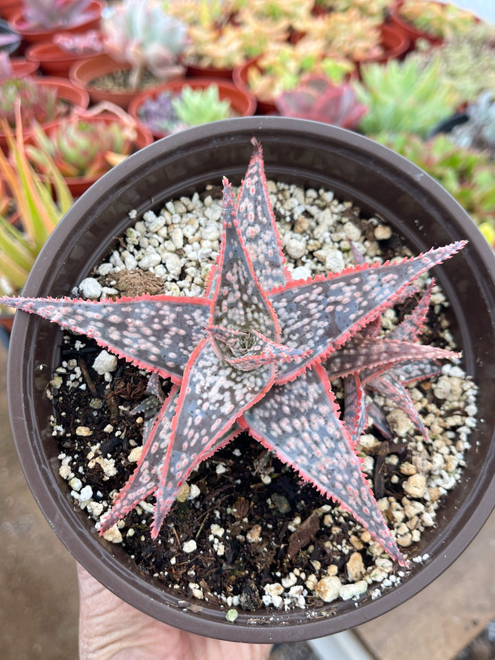 Aloe Oik with babies | Aloe Hybrid | Live Succulent