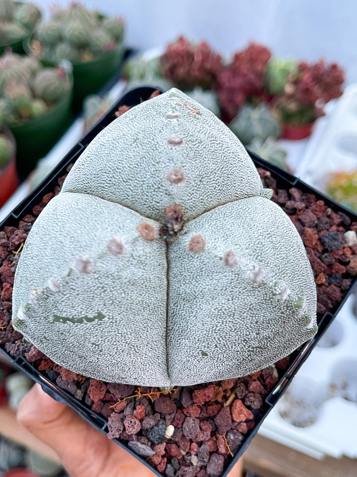 3 Ribs Astrophytum Myriostigma | Tricostatum | Live Cactus | Rare Plant