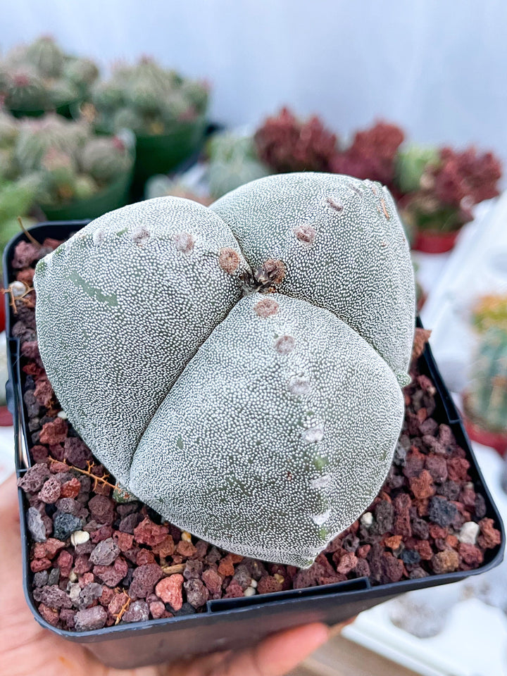 3 Ribs Astrophytum Myriostigma | Tricostatum | Live Cactus | Rare Plant