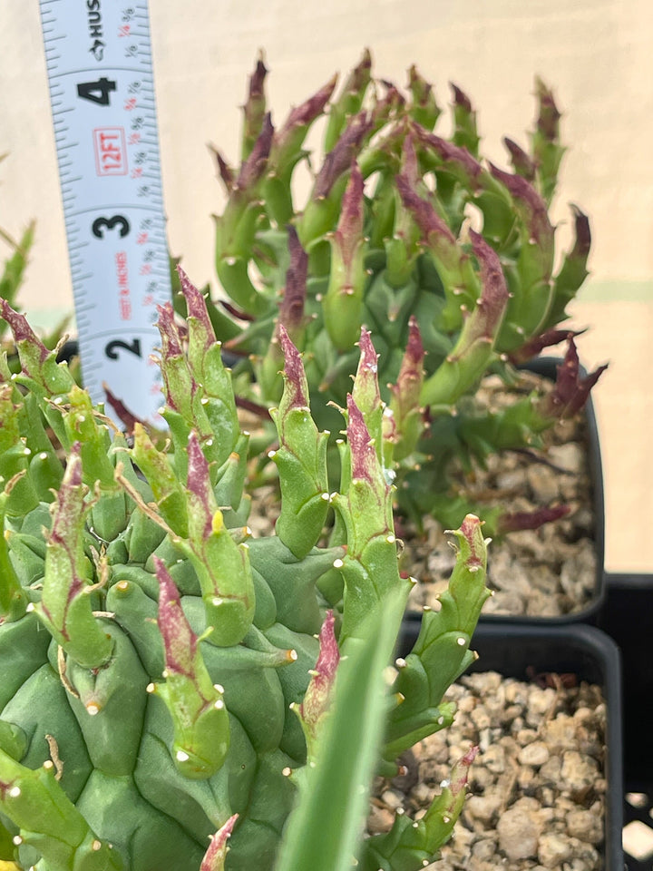 Euphorbia Schoenlandii | Rare Cactus | Live Plant