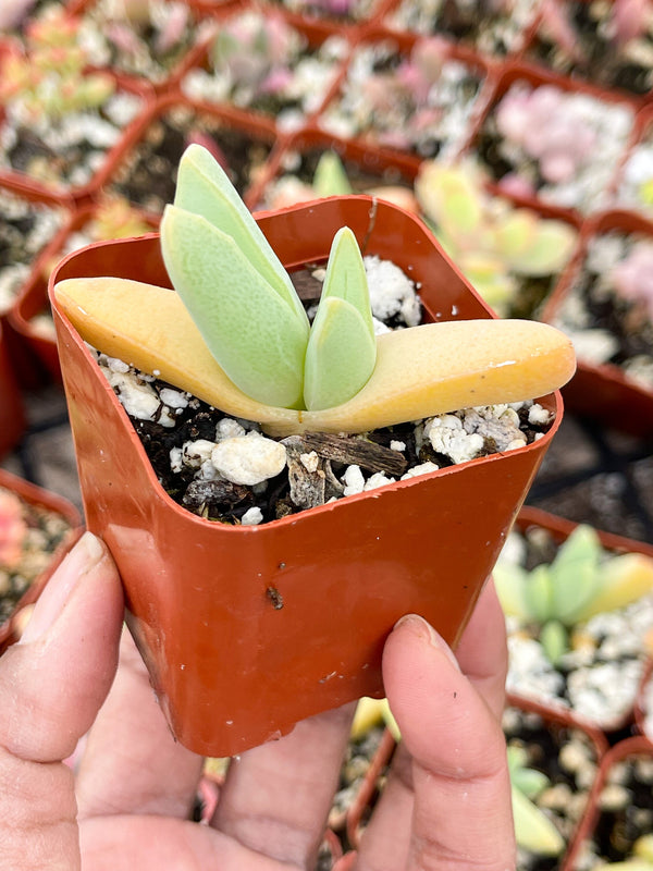 Cheiridopsis Denticulata| Rare Cactus | Live cactus