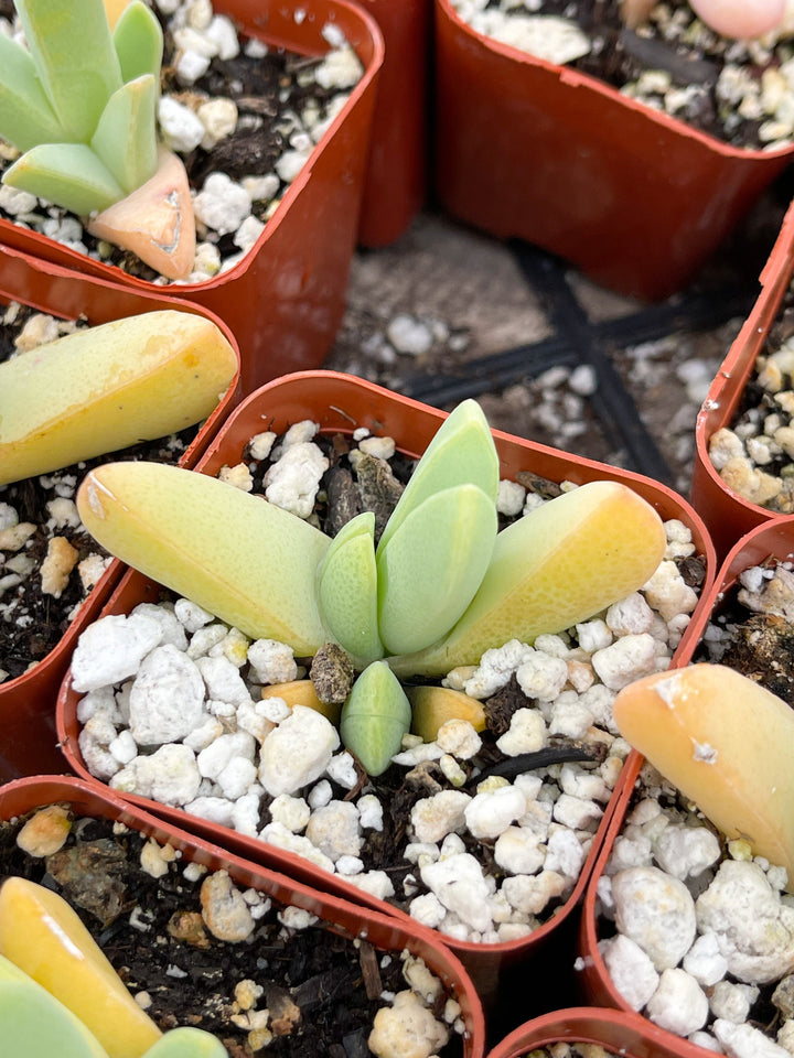 Cheiridopsis Denticulata| Rare Cactus | Live cactus