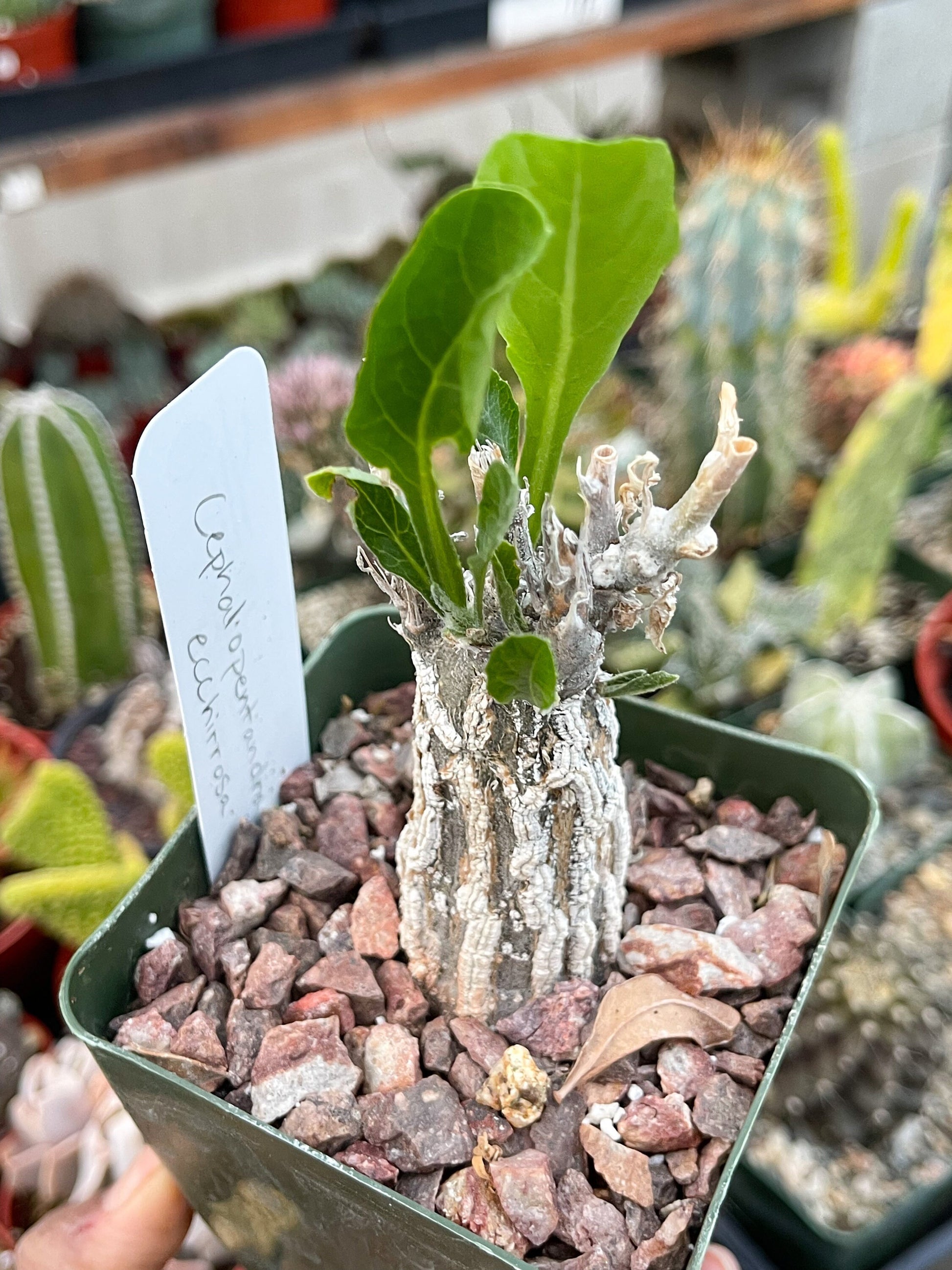 3.5” Cephalopentandra Ecirrhosa| Live Plant