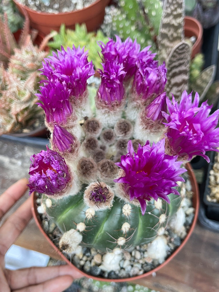 Notocactus Ubelmanianus | Live Plant | Live Cactus