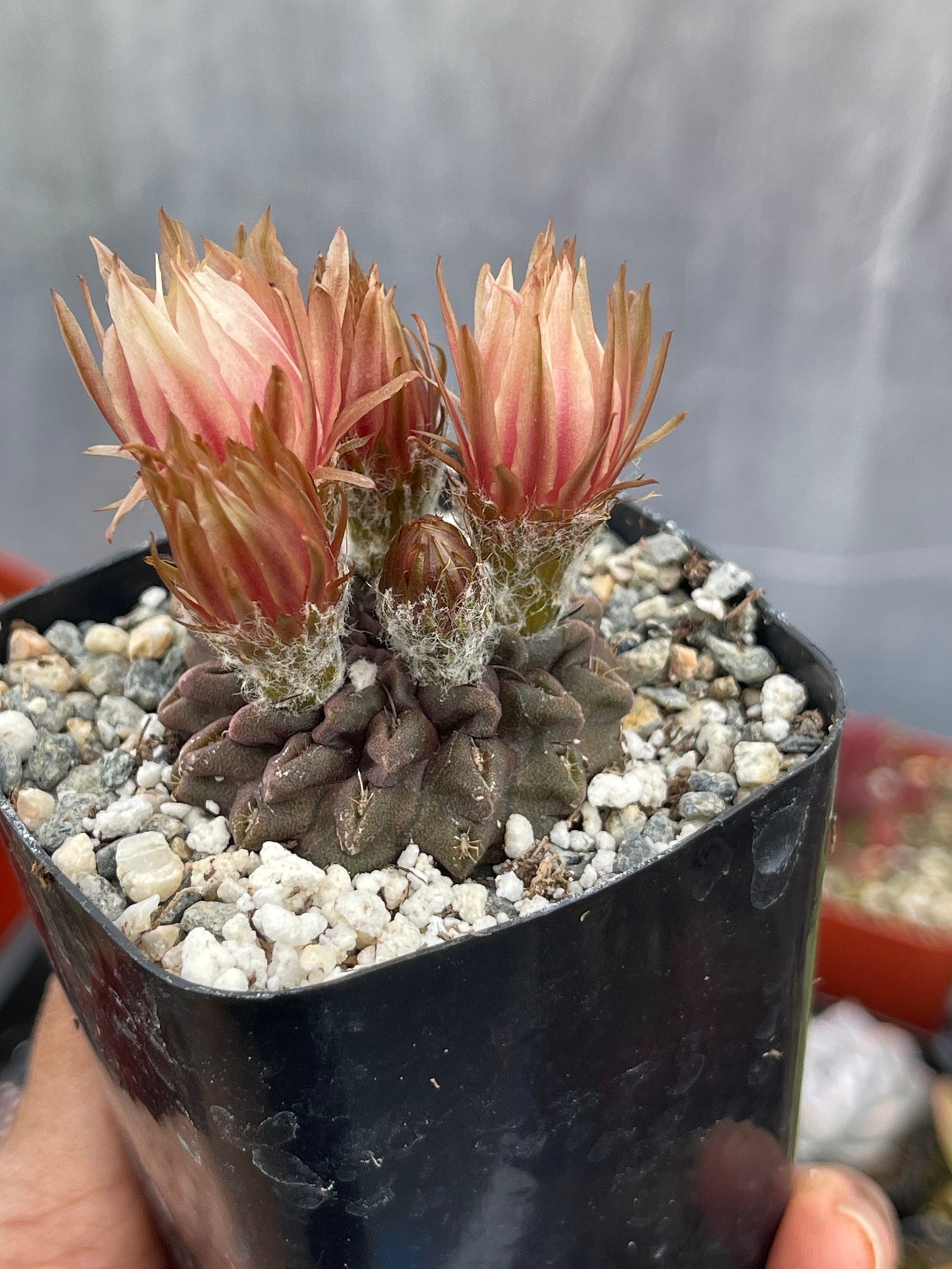 Neochilenia Occulta| Purple Cactus | Live Cactus