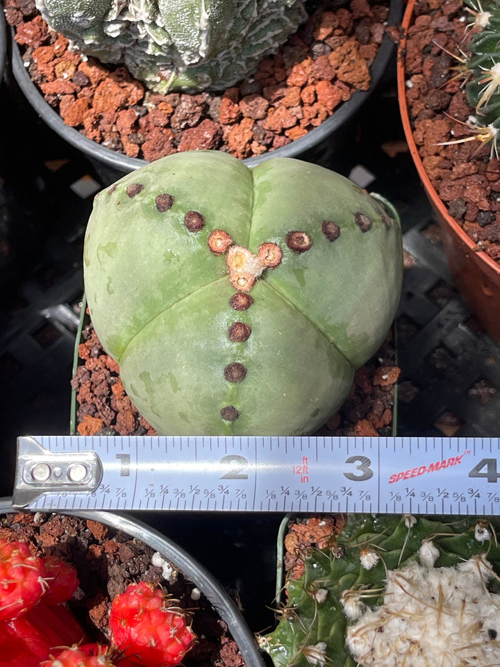 3 Ribs Astrophytum Myriostigma | Tricostatum | Live Cactus | Rare Plant