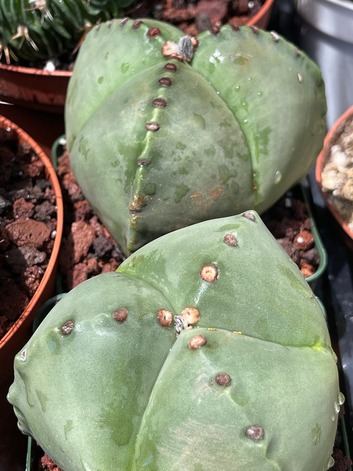 3 Ribs Astrophytum Myriostigma | Tricostatum | Live Cactus | Rare Plant