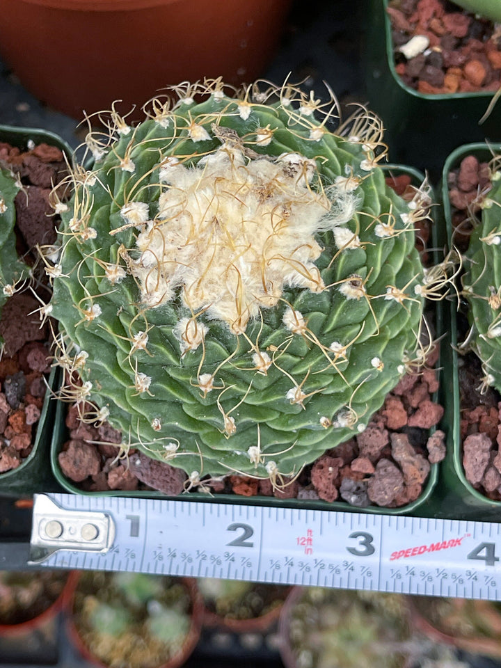 Obregonia Denegri cactus | Artichoke cactus | Rare Cactus