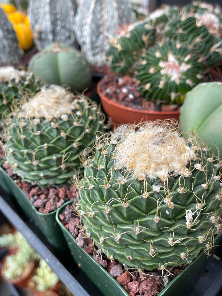 Obregonia Denegri cactus | Artichoke cactus | Rare Cactus