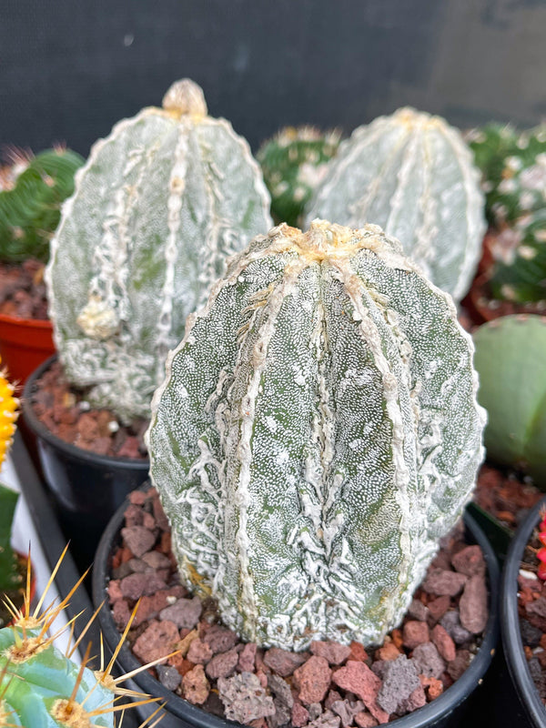 Astrophytum Myriostigma cv. Onzuka Fukuryu | Live Plant | Rare plant