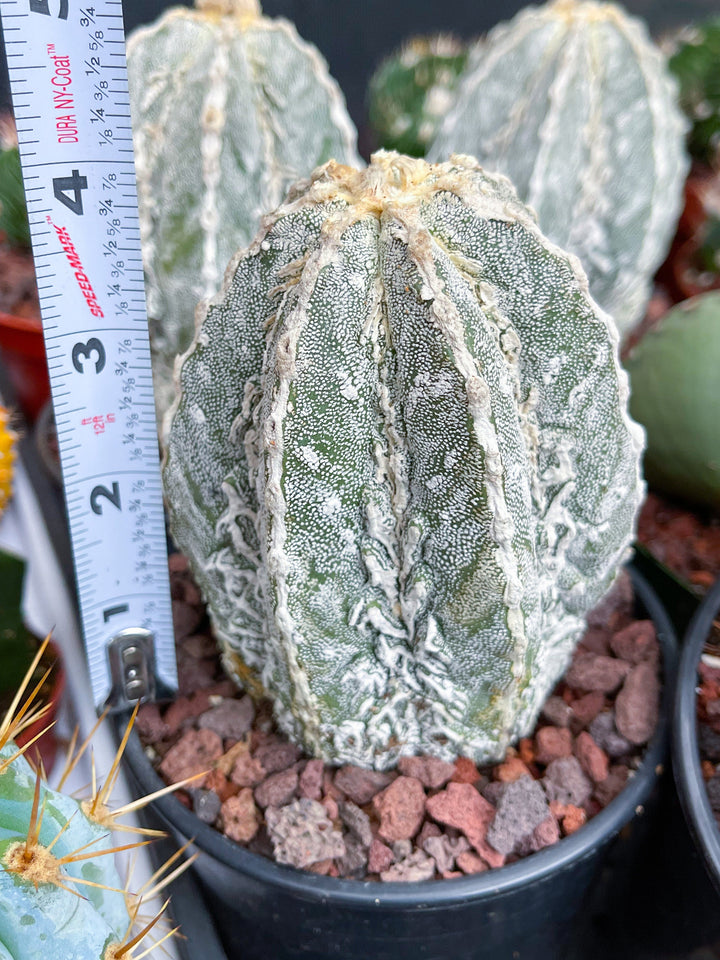 Astrophytum Myriostigma cv. Onzuka Fukuryu | Live Plant | Rare plant