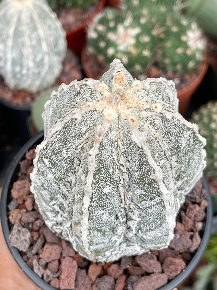 Astrophytum Myriostigma cv. Onzuka Fukuryu | Live Plant | Rare plant