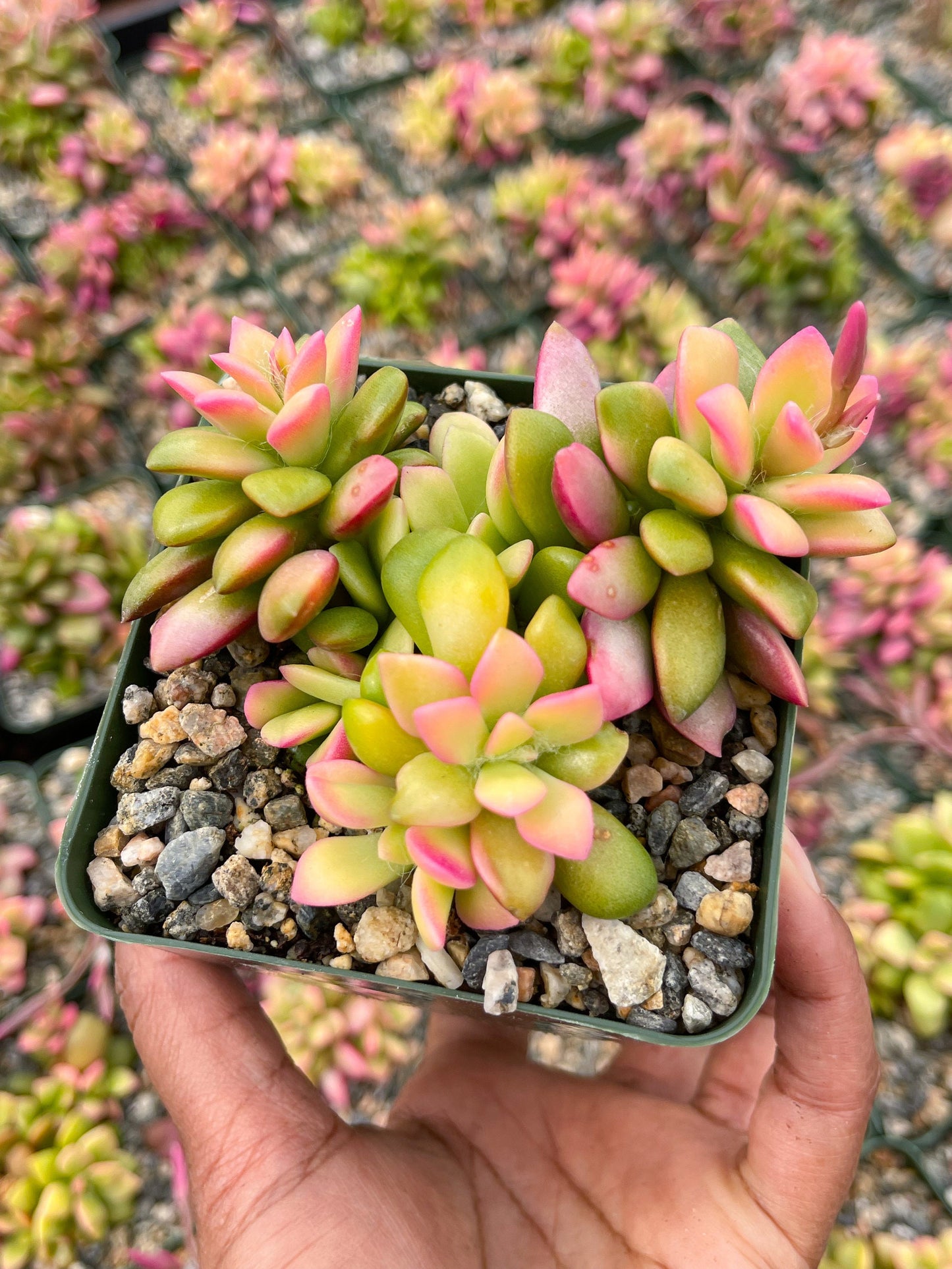 Anacampseros Telephiastrum | Sunrise Succulent