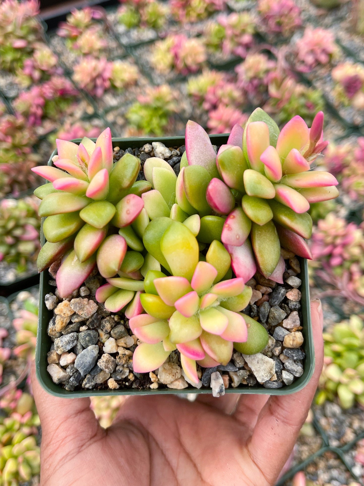 Anacampseros Telephiastrum | Sunrise Succulent