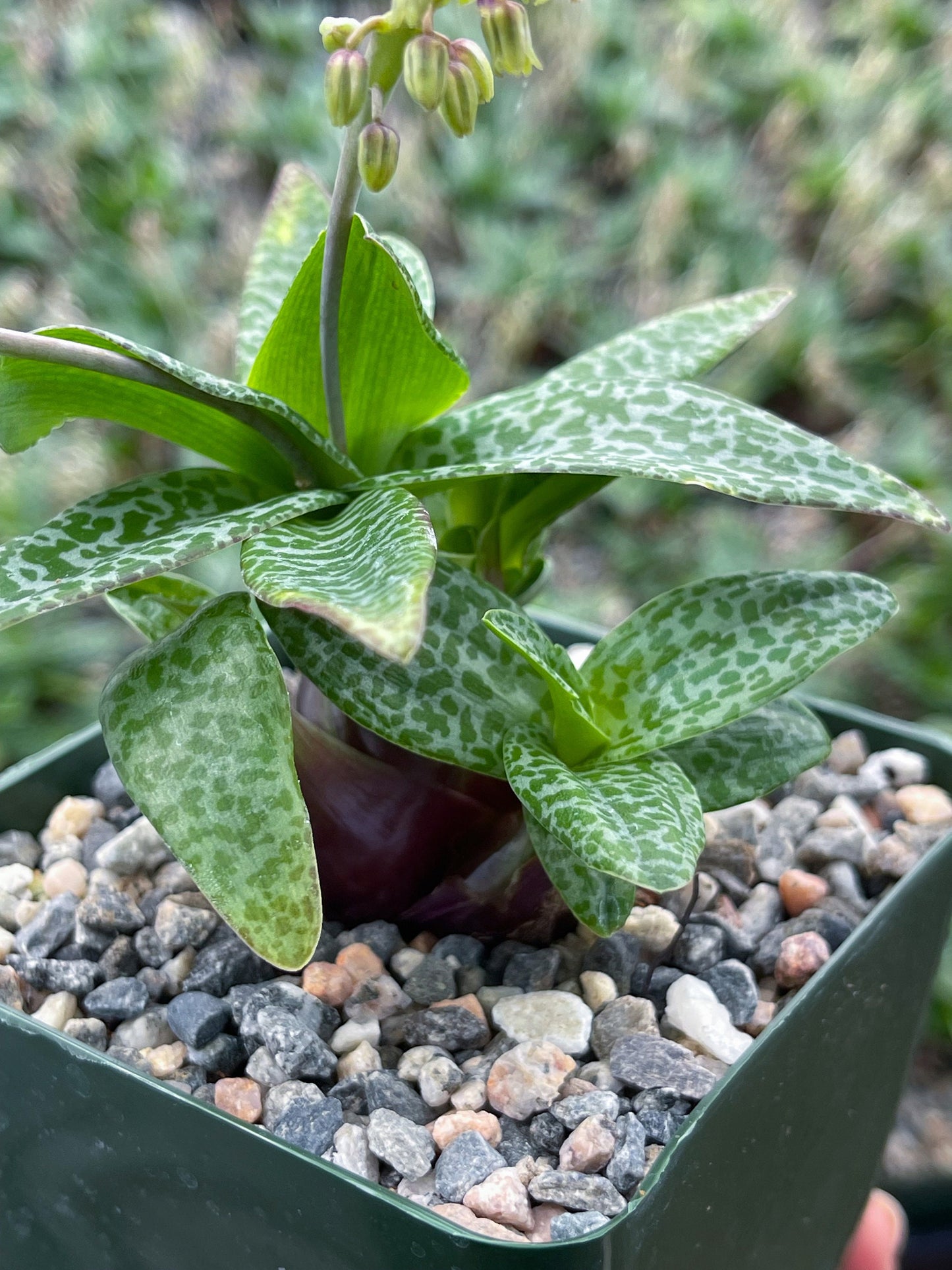 Ledebouria socialis | Silver Squill | Live Plant