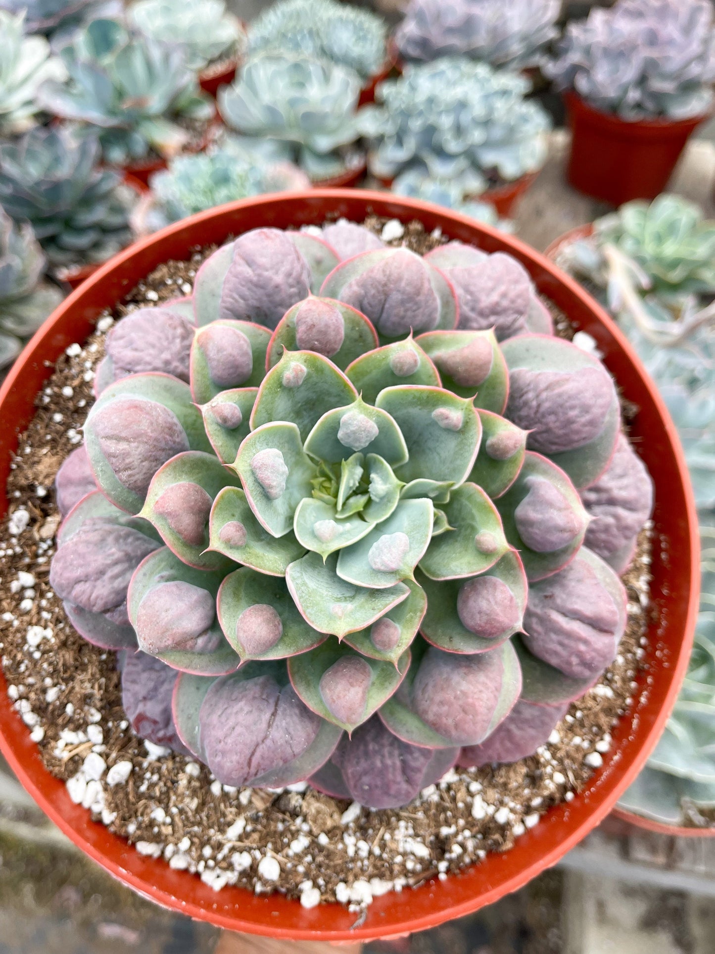 Echeveria Raindrops | Echeveria succulent | Live Plant