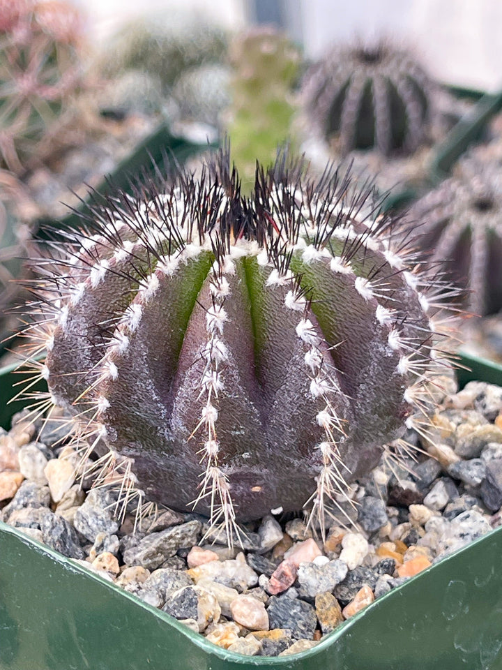 Ubelmania Pectinefera | Rare Cactus | Live Cactus