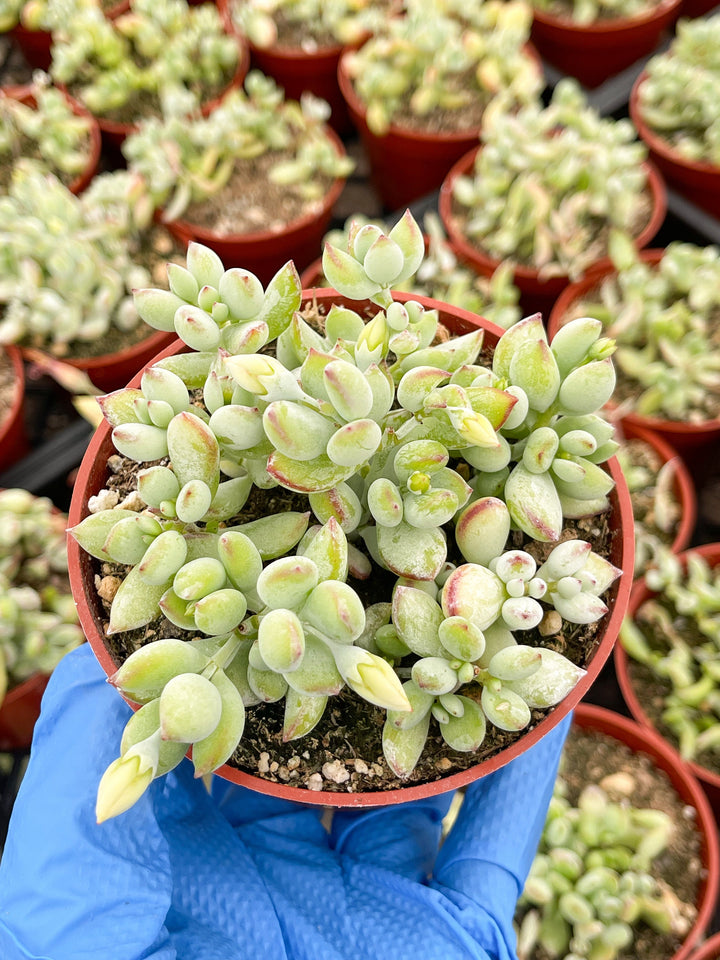 Cotyledon pendens | Cliff Cotyledon | Live Succulent