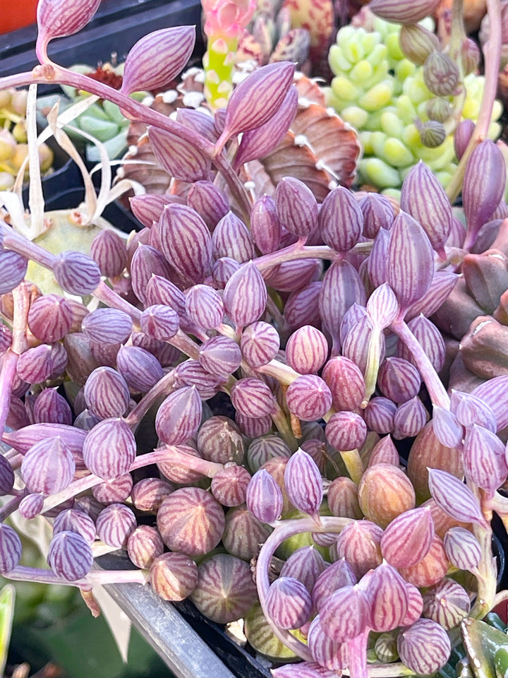 String of watermelon | Senecio Herreanus | Live Succulent | Hanging Plants