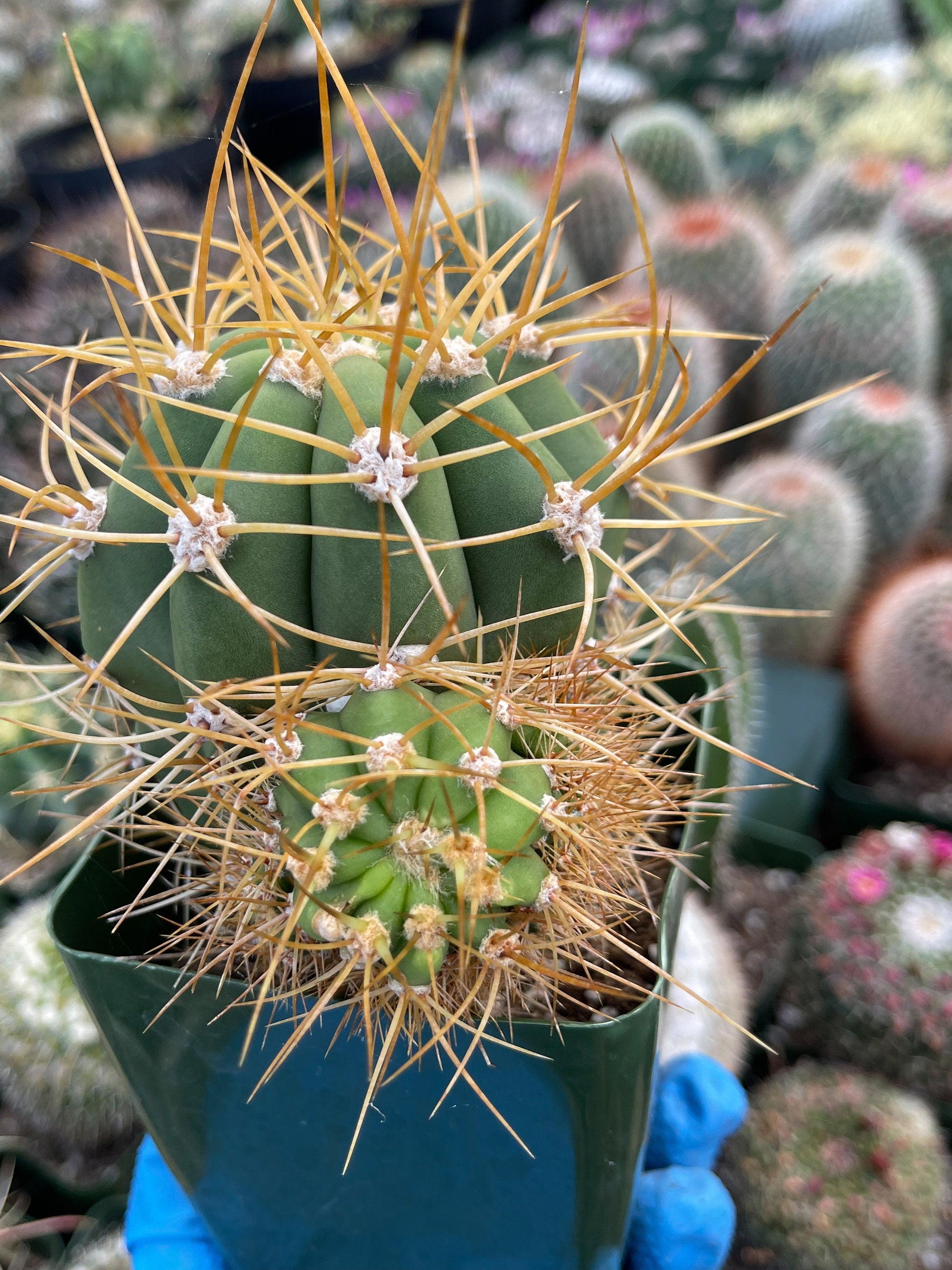 Trichocereus Terscheckii with pups | Live Plant | Live Cactus