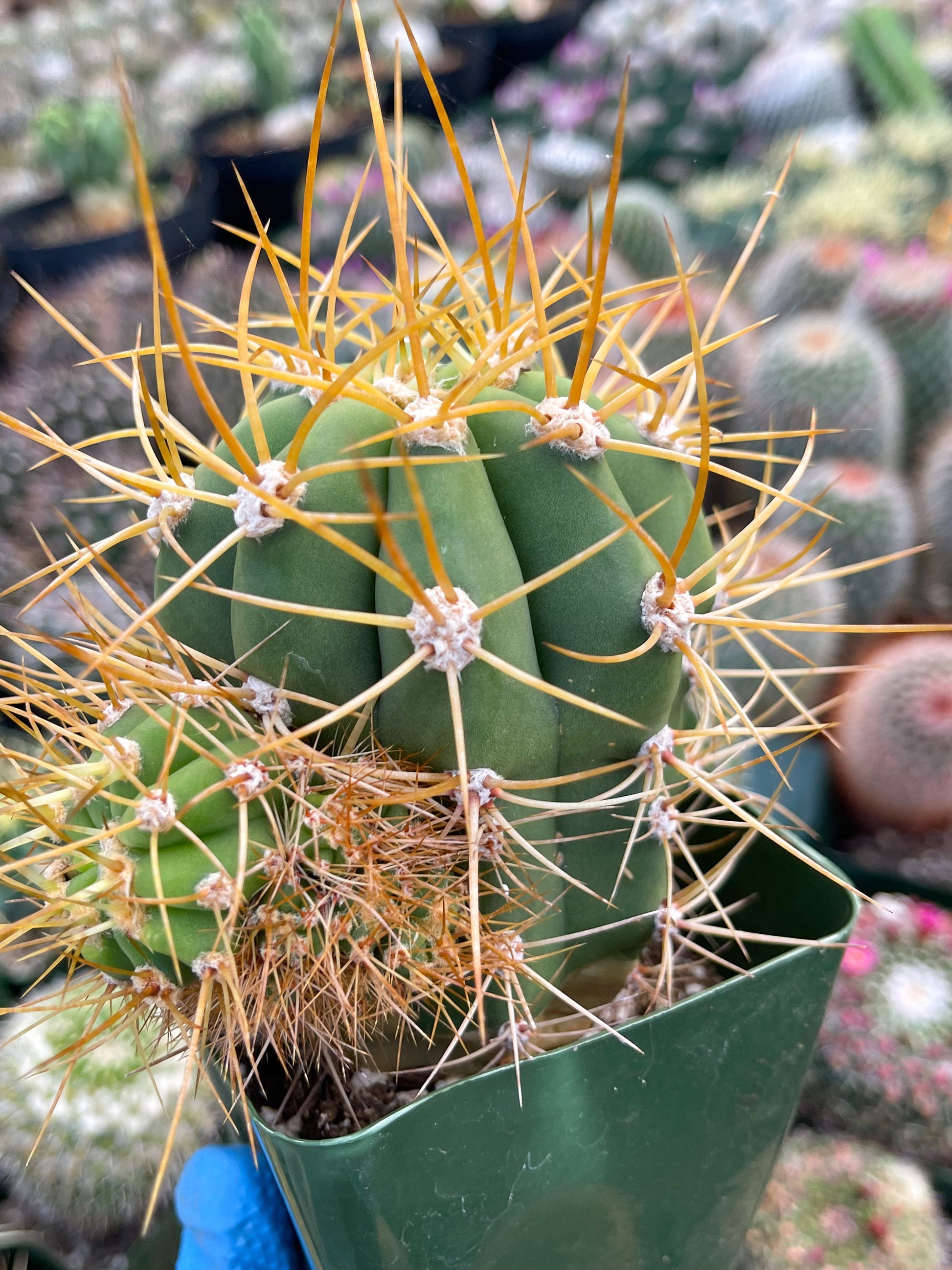 Trichocereus Terscheckii with pups | Live Plant | Live Cactus