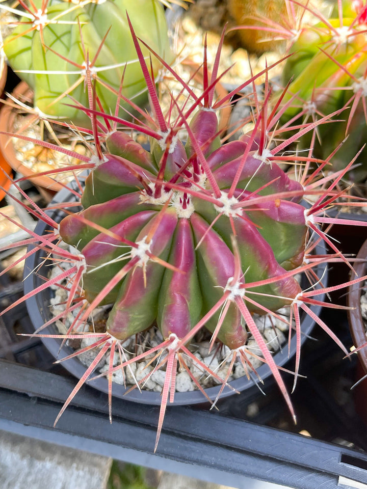 Ferocactus gracilis coloratus | Red Barrel Cactus | Rare Cactus | Live Plant