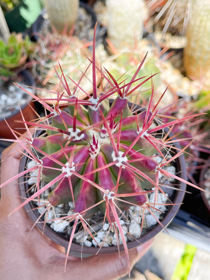 Ferocactus gracilis coloratus | Red Barrel Cactus | Rare Cactus | Live Plant