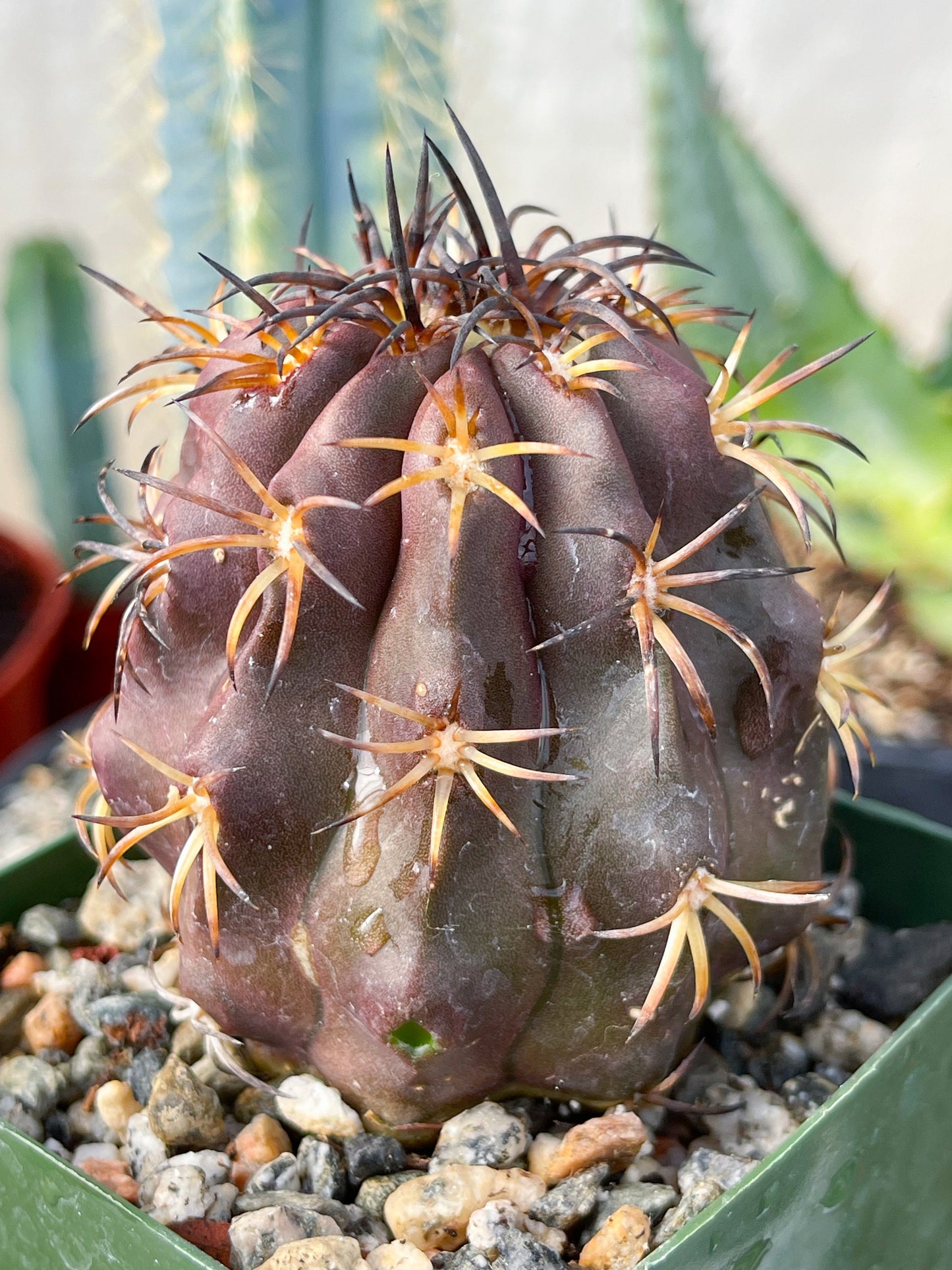 Copiapoa Echinoides | Copiapoa Dura | Rare Cactus | Live Plant | Rare Plant