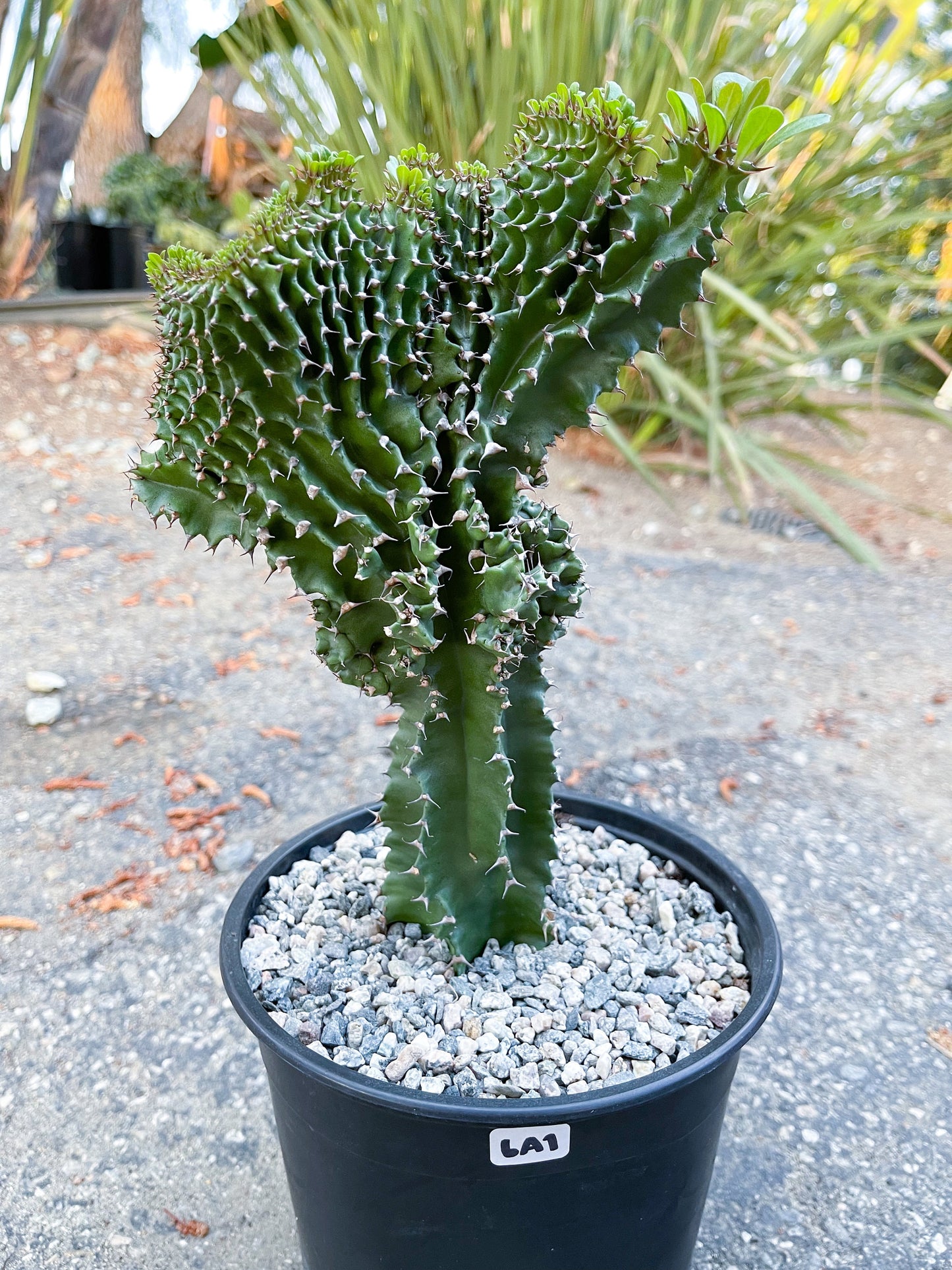 Crested Euphorbia Ammak | Live Plant | Live Cactus