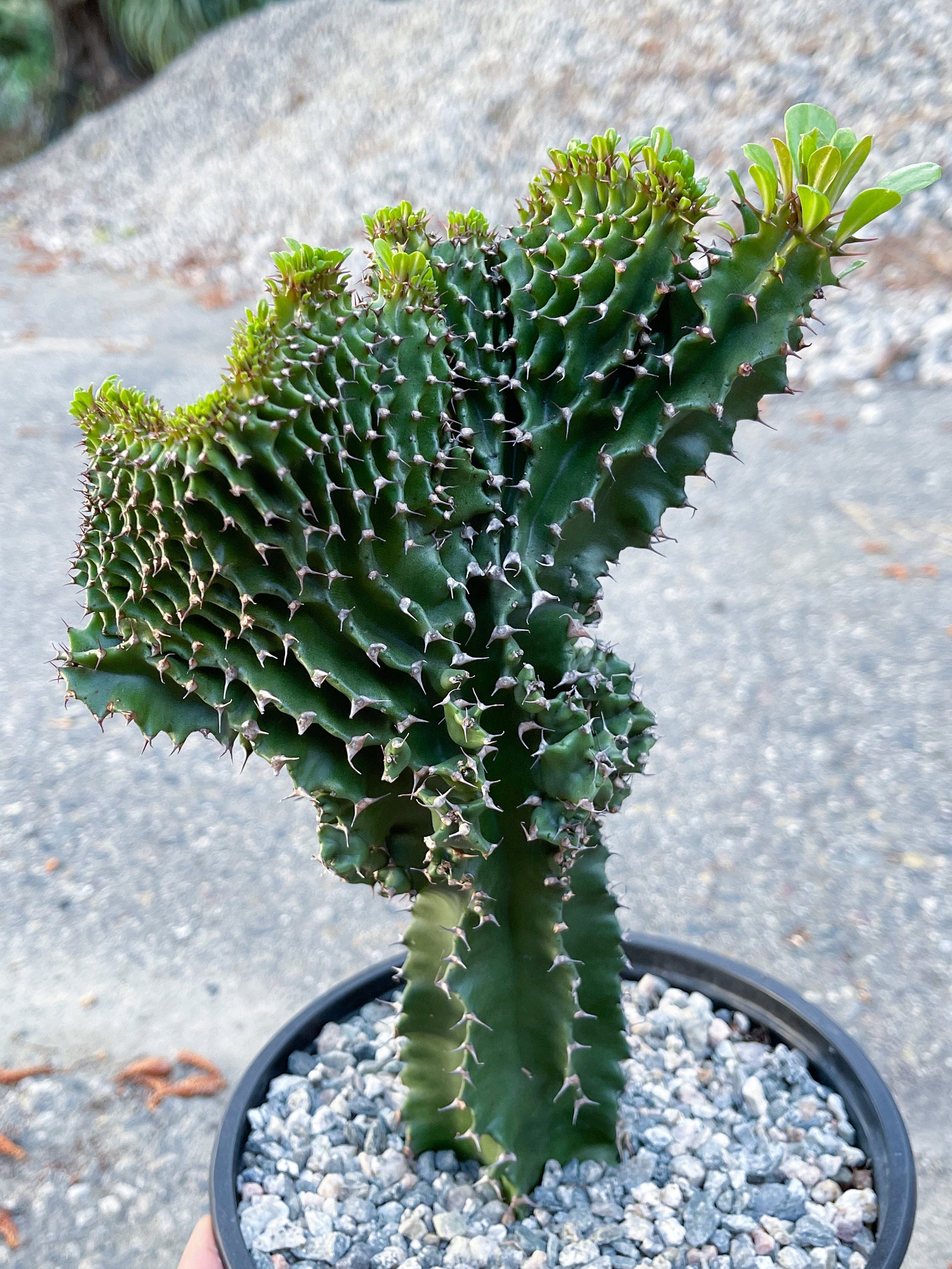 Crested Euphorbia Ammak | Live Plant | Live Cactus