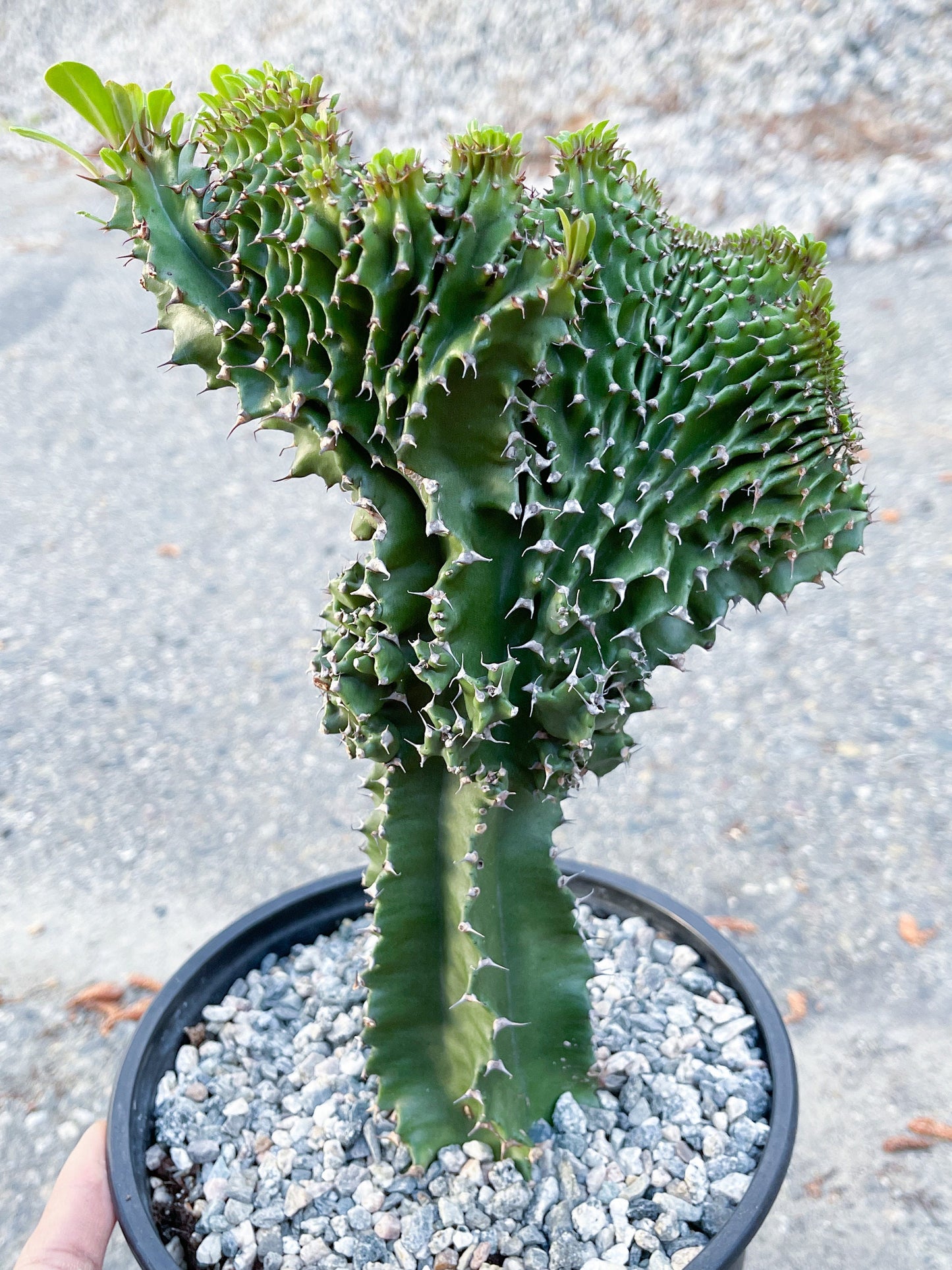 Crested Euphorbia Ammak | Live Plant | Live Cactus