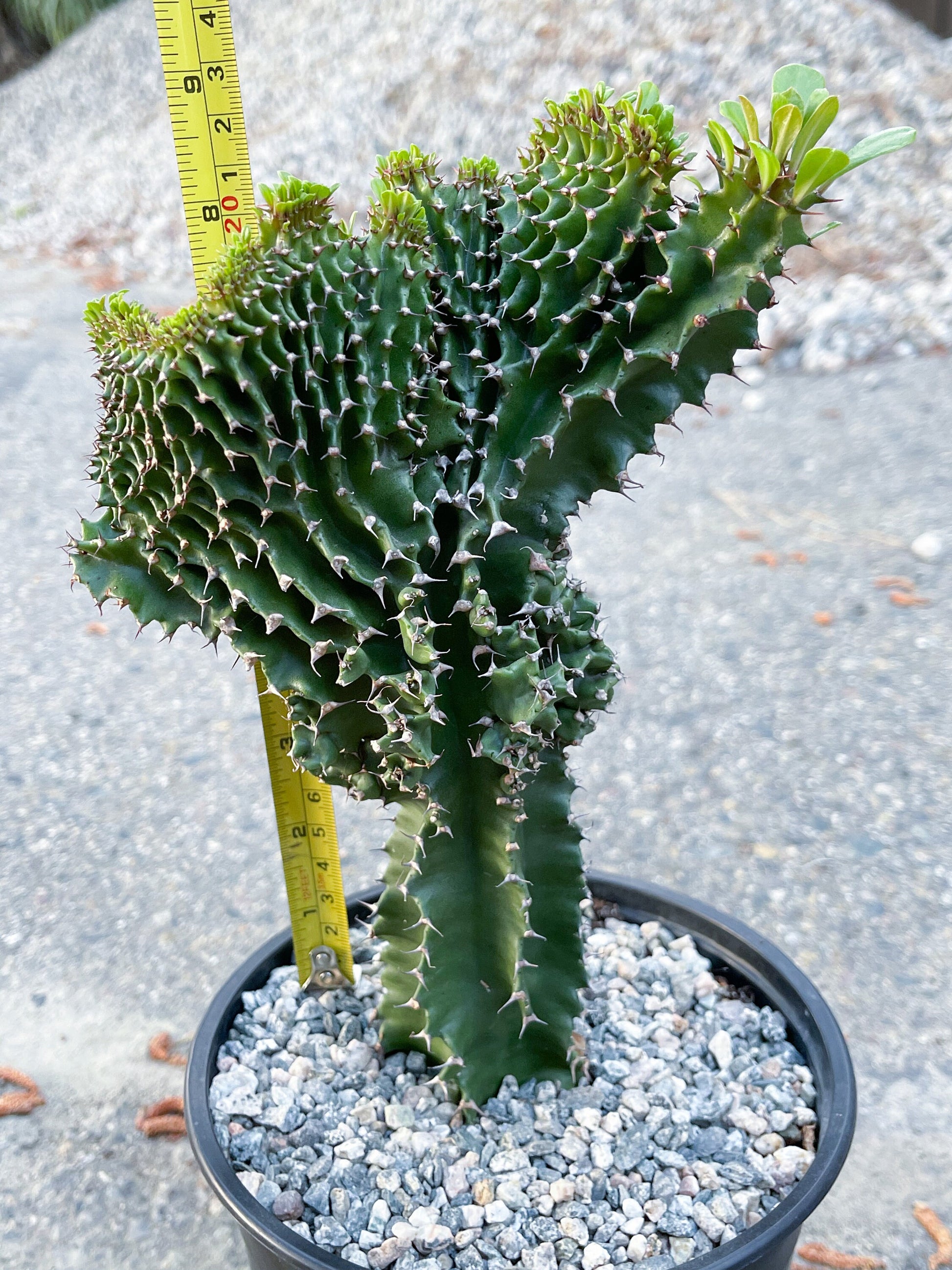 Crested Euphorbia Ammak | Live Plant | Live Cactus